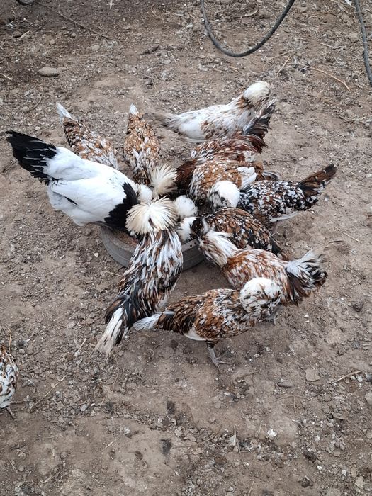 Vând familie găini Paduane porțelan 3+1