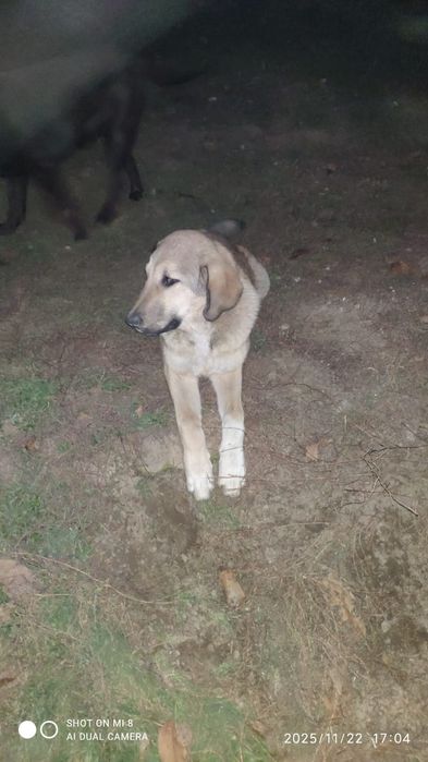 Отдам в хорошие руки Кангал турецкий алабай