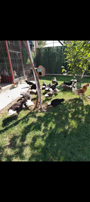 Gainuse olandeze pui în vârstă de 6 luni