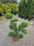 Vând diferite specii de plante ornamentale