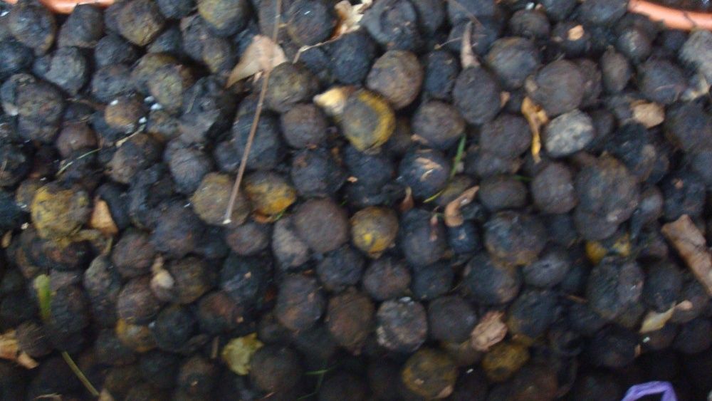 Vand nuci negre americane Juglans nigra recolta 2024 cu coaja verde