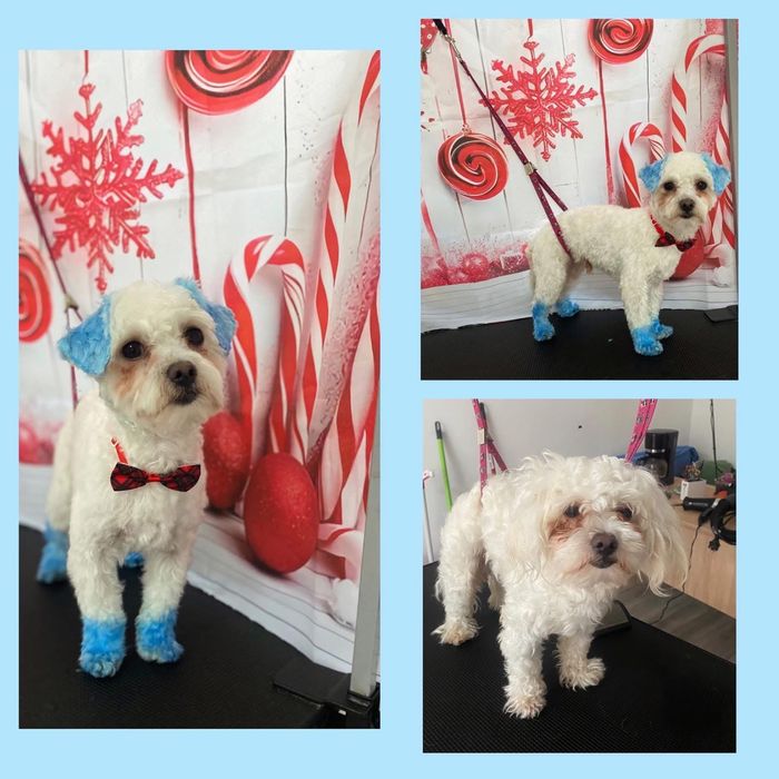 Toaletaj Canin IuliaS