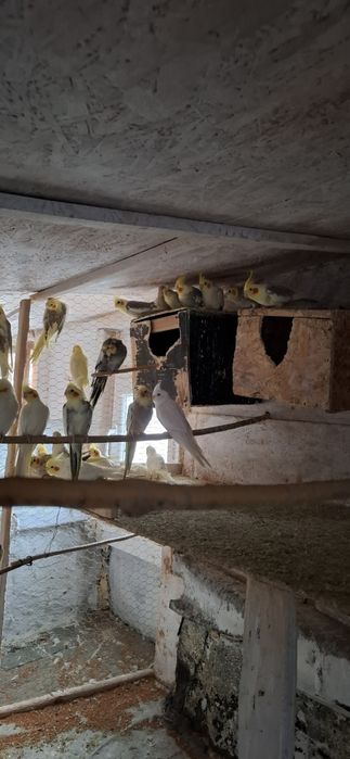 Vând papagali nimfa