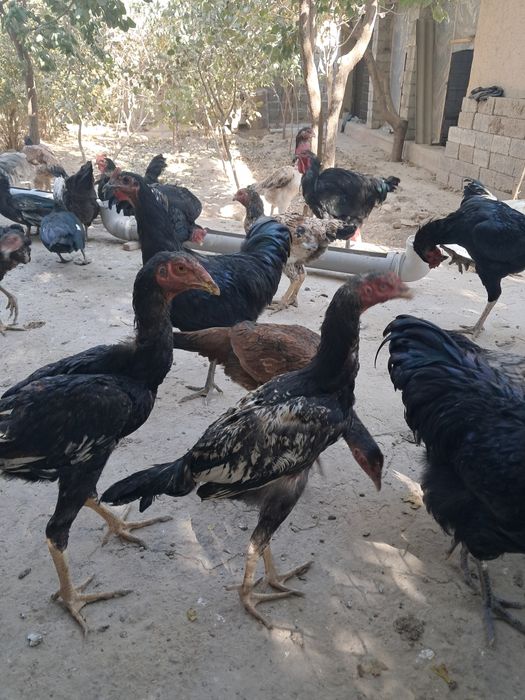 Qor shaxzoda, indoutka, dakanlar