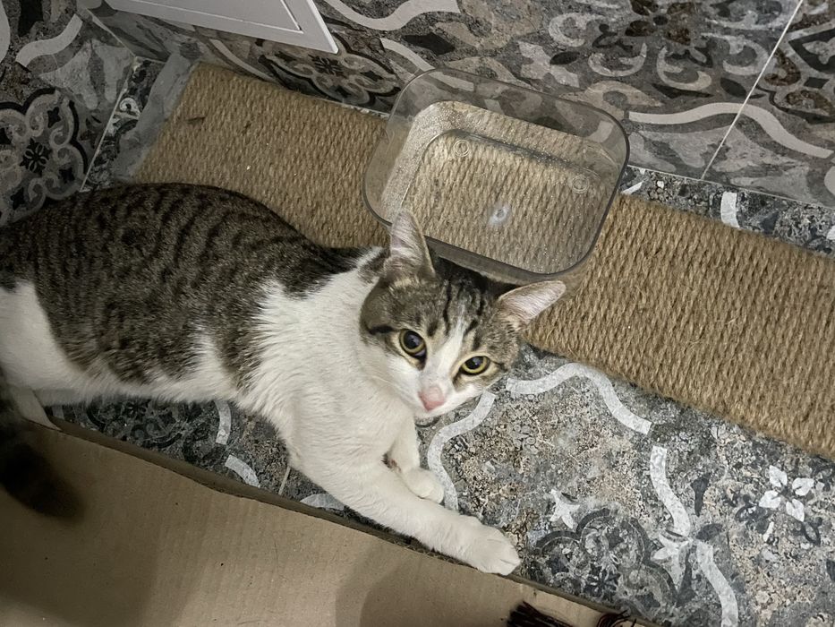 Кот бесплатно, здоров