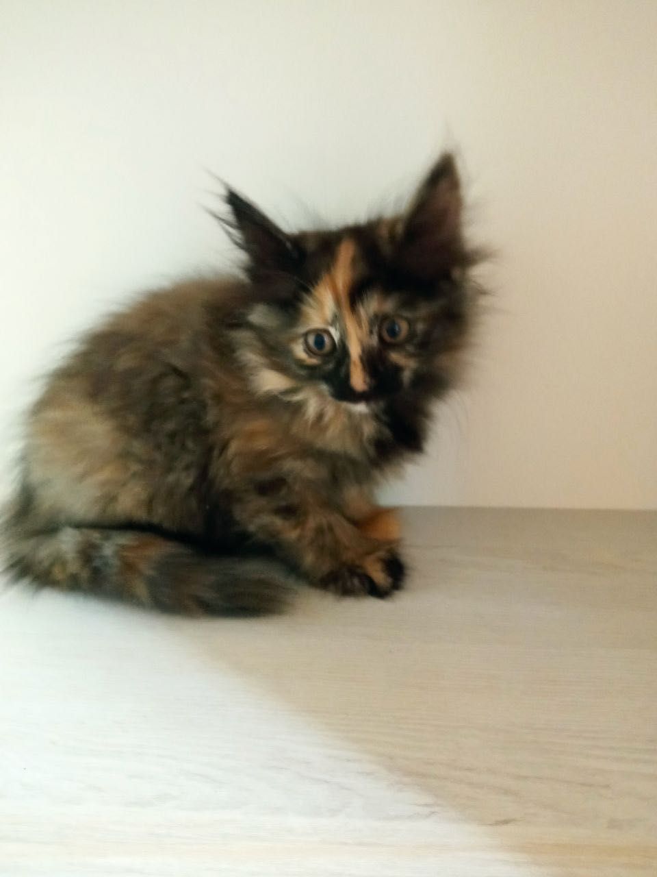 Отдадим котят в надежные руки!
