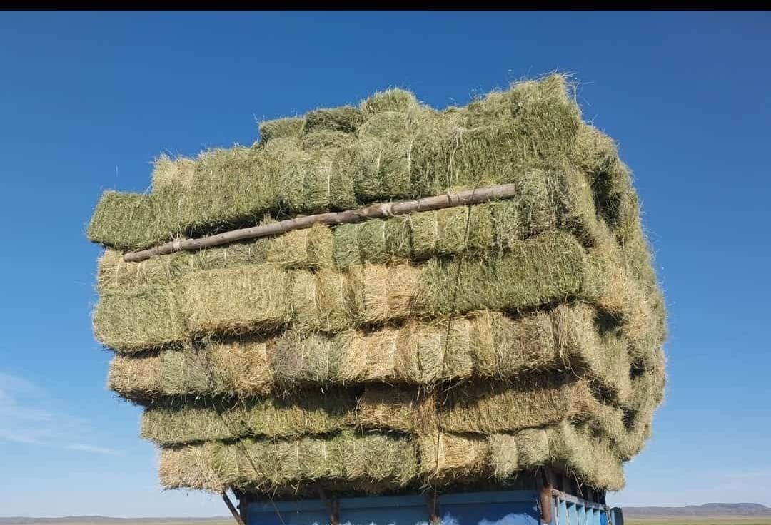 Продается сена (шөп), Зеленый житняк,Первыйкось
