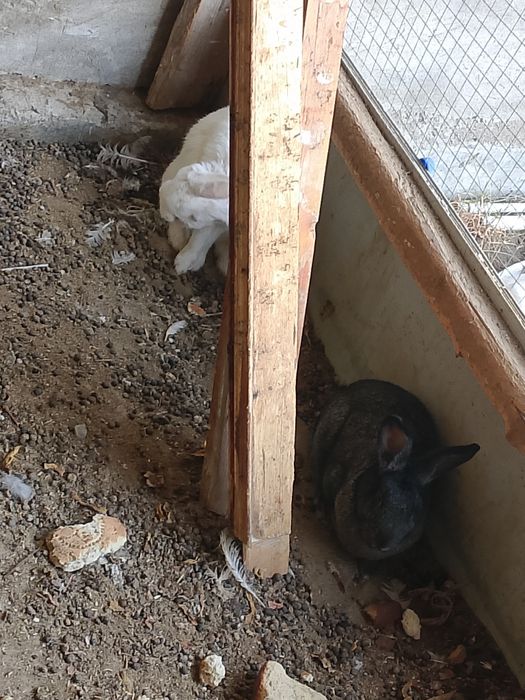 Бугоз ва гуштга куëнларимиз сотилади