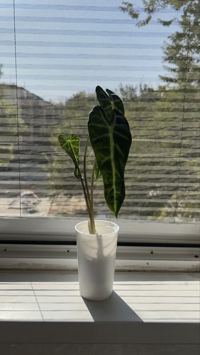 Bambino  Детки   1 детка - 25.000 сум