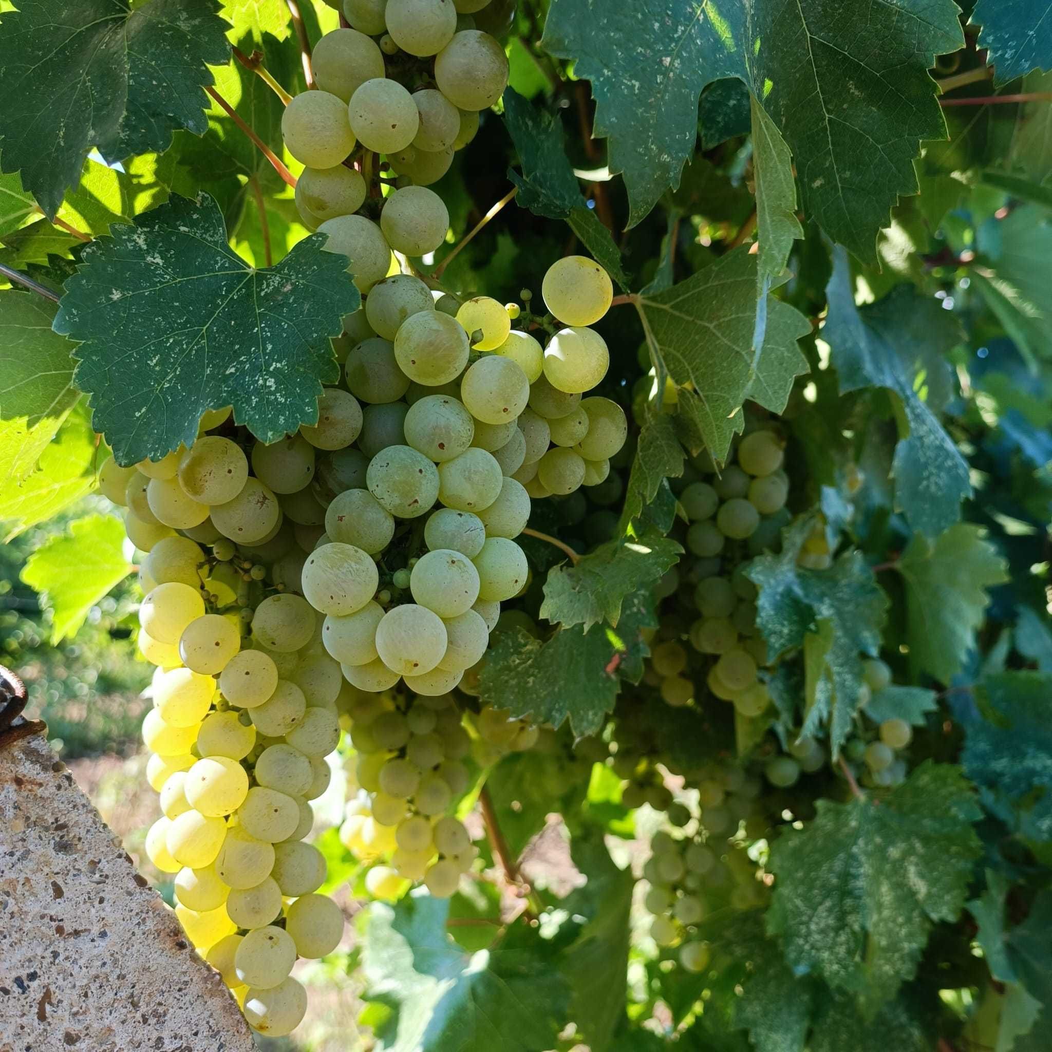 Struguri de vin: Feteasca Regala - Podgoria Panciu