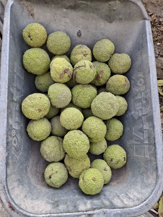 Свежие адамово яблоко (маклюра) полезные свойства. Помогает в лечении