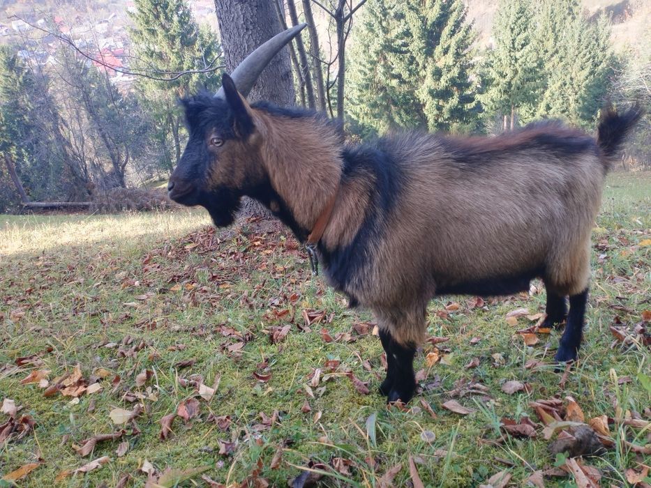 Vând țap de anul ăsta