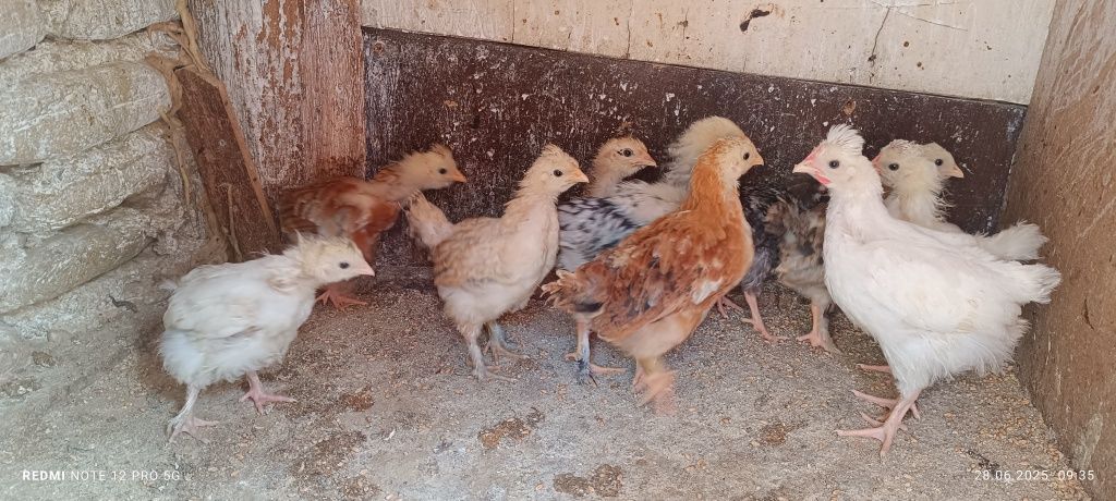 Vând pui moțați ei pintenați de rasă țărănească.