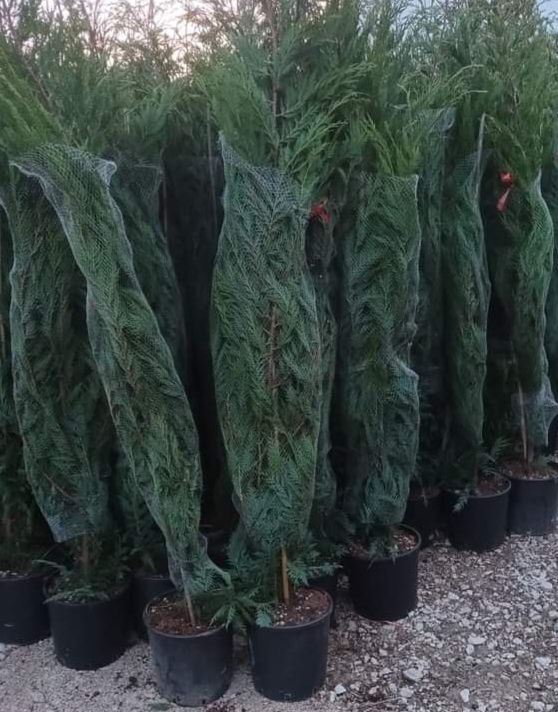 Vând plante ornamentale