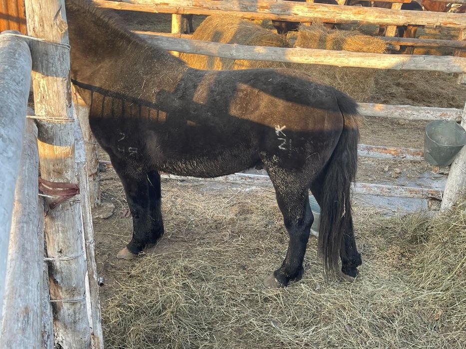 Продам жеребец мугалжар