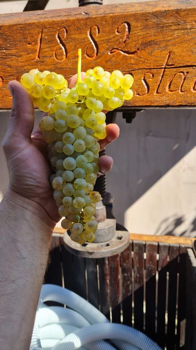 Vând Must Proaspăt făcut pe loc