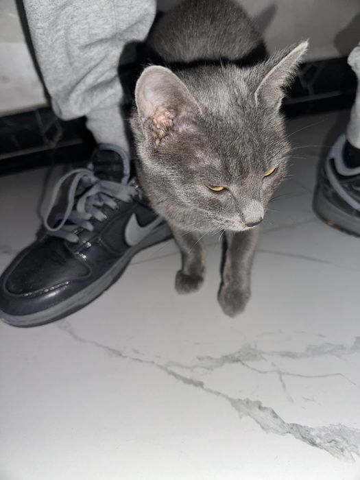 Котенок бесплатно отдам