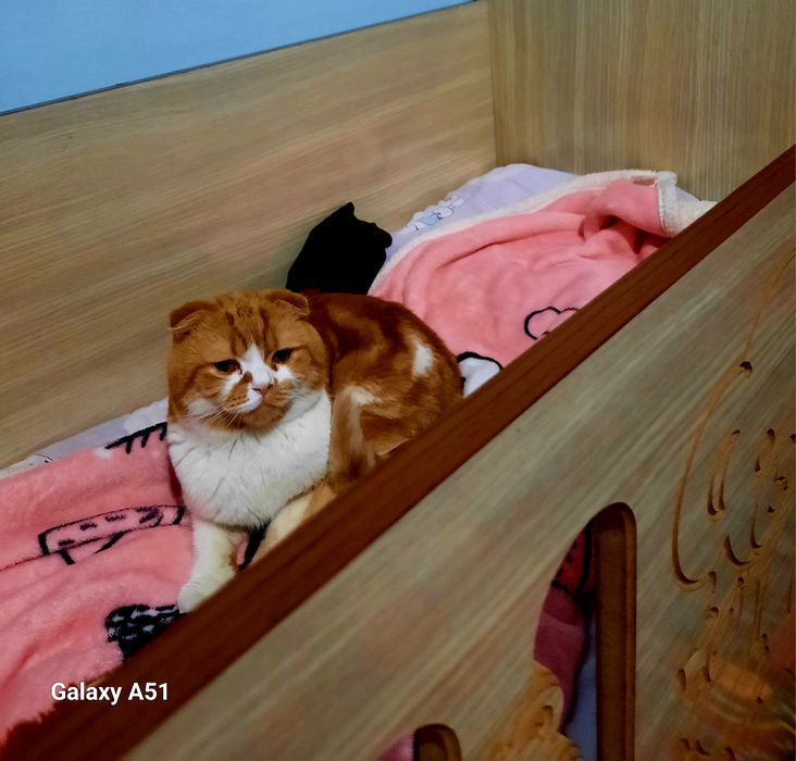 1.5 yosh mushuk yaxshi mushuk