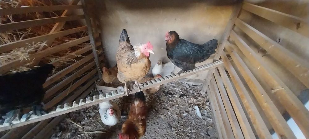 Uy tovuqlari sotiladi