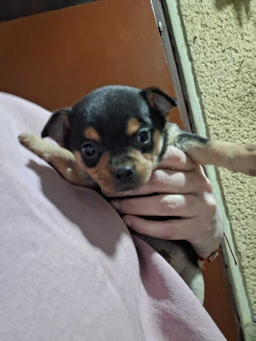 Малки Чихуахуа..