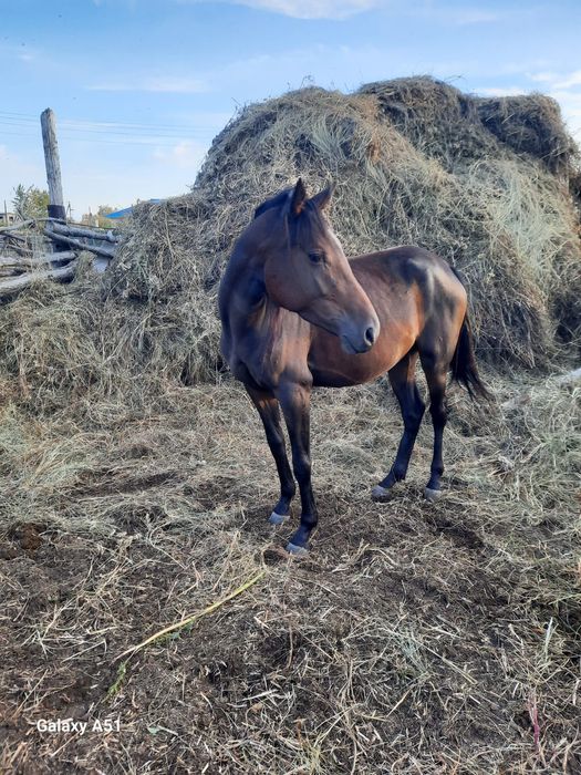 Продам байталку английской породы