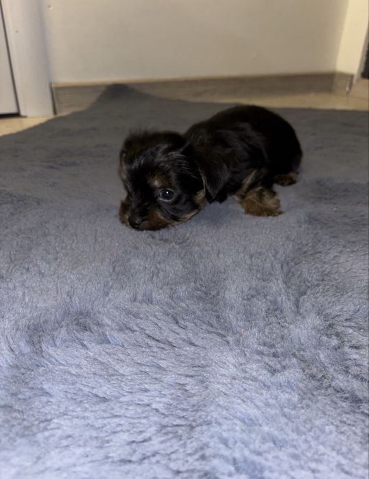 Pui youkshire terrier