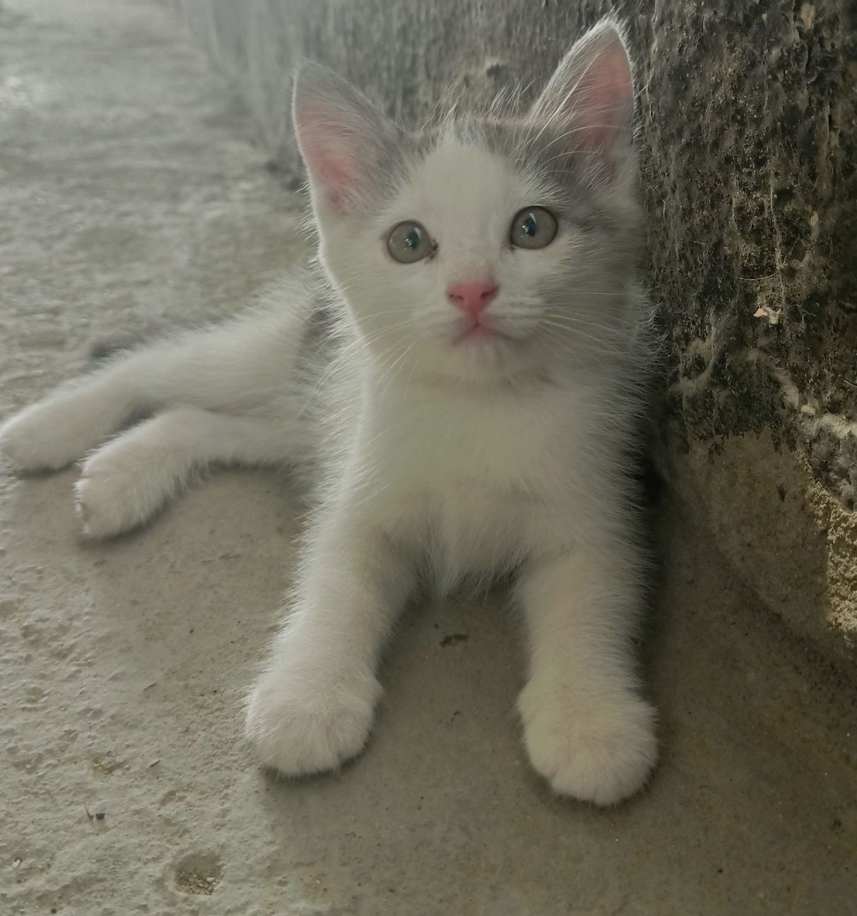 Отдам котенка девочку