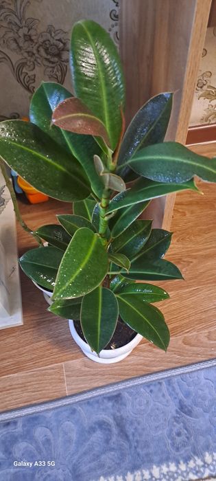 Фикус домашнее комнатное  растение  продам