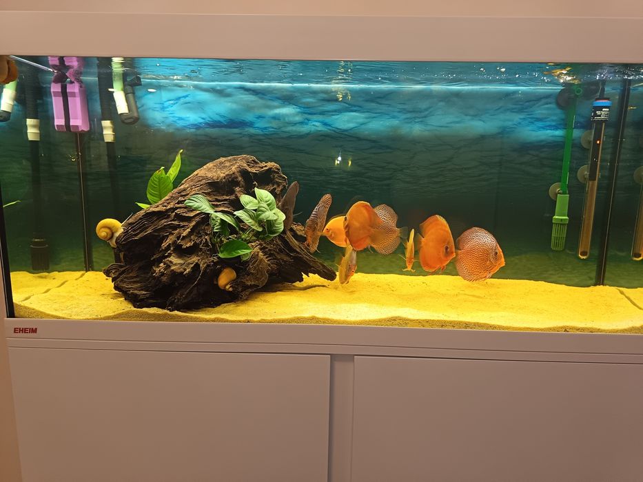 Мангаров корен за аквариум голям