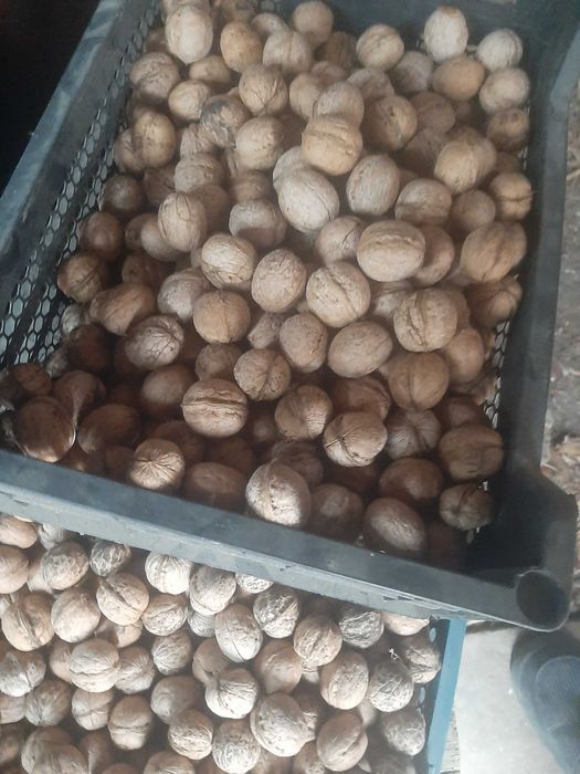 Грецкие орехи урожай 2025