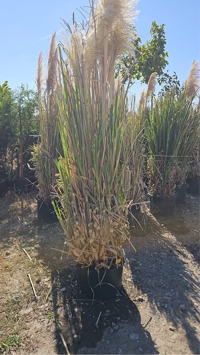 iarba de pampas
