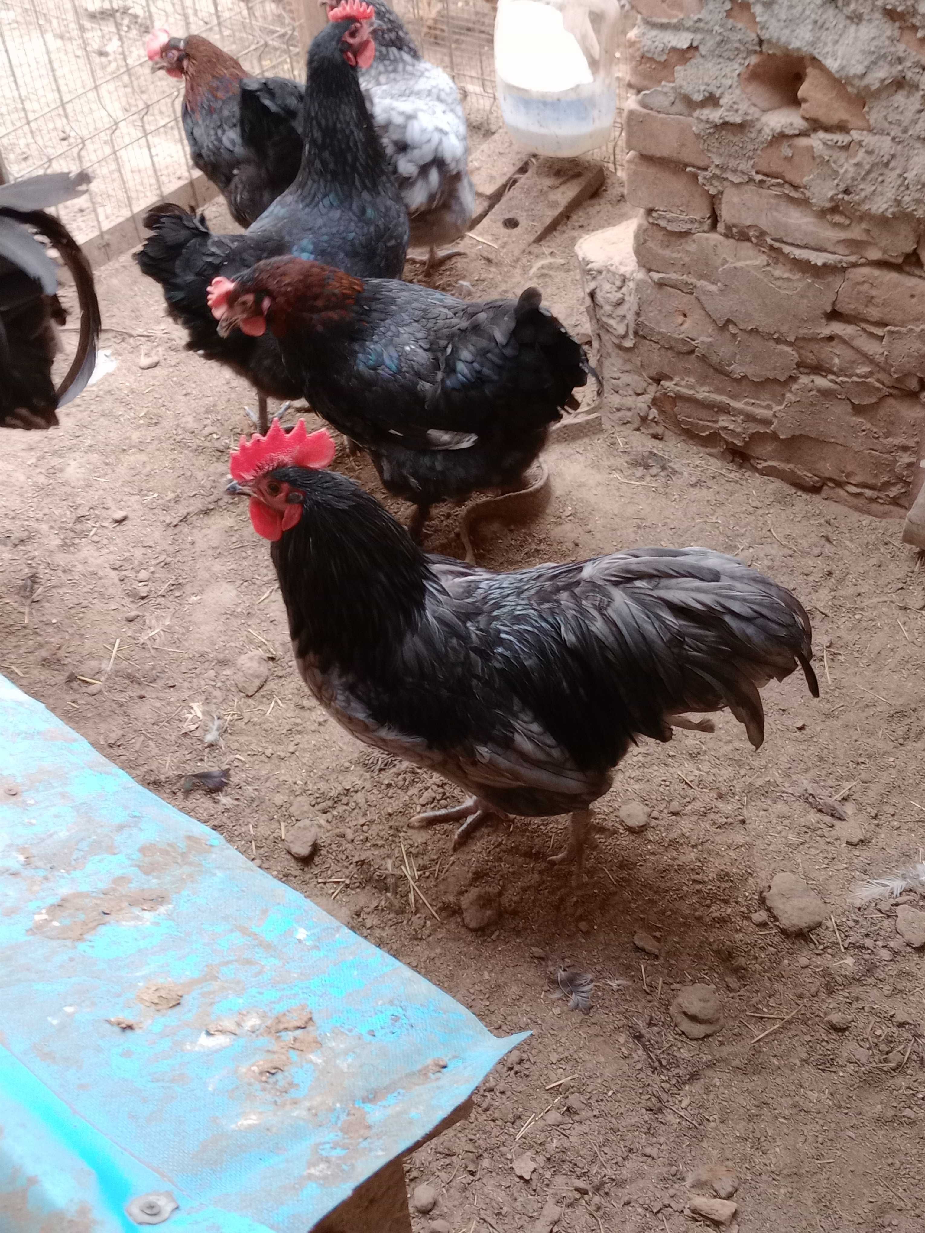 Vând cocoșel australorp