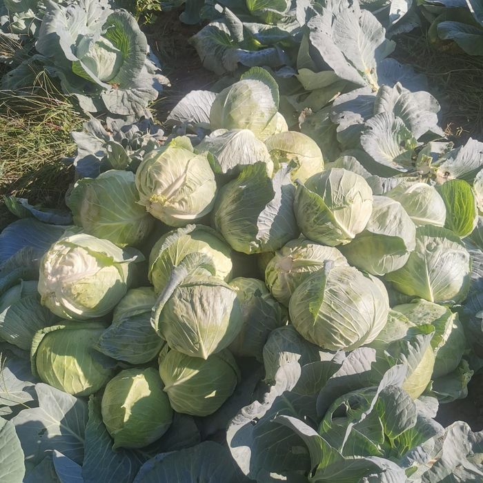 Varza Romaneasca Victoria cu foaia subțire special pentru sarmale.