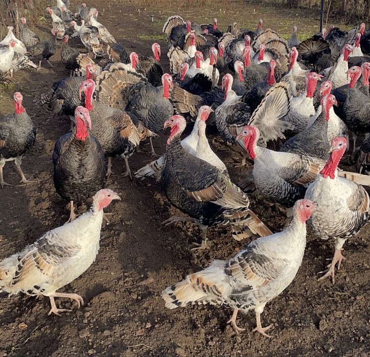 Curcani si curci de vanzare