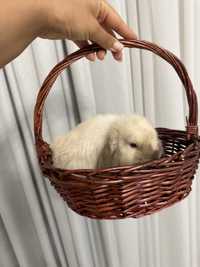 Продам карликового кролика - минилоп