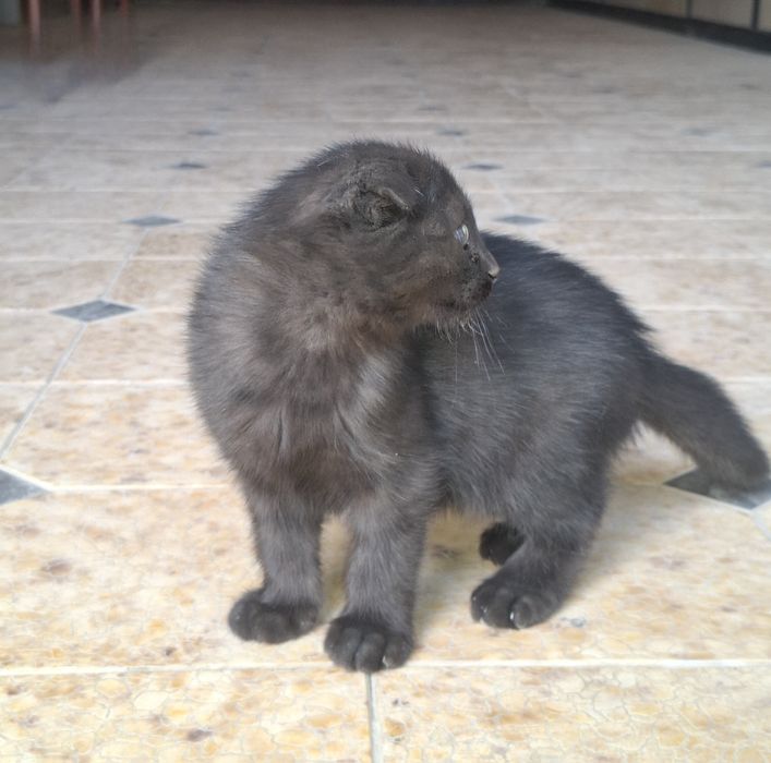 Продаётся котёнок! Породы: Шотландского фолда