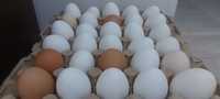 Куриные домашние свежие яйца
