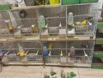 Canari de cântec