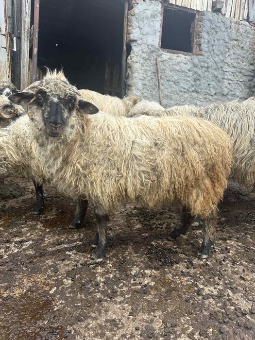 Vand 5 miei, 4 femele si un berbecut