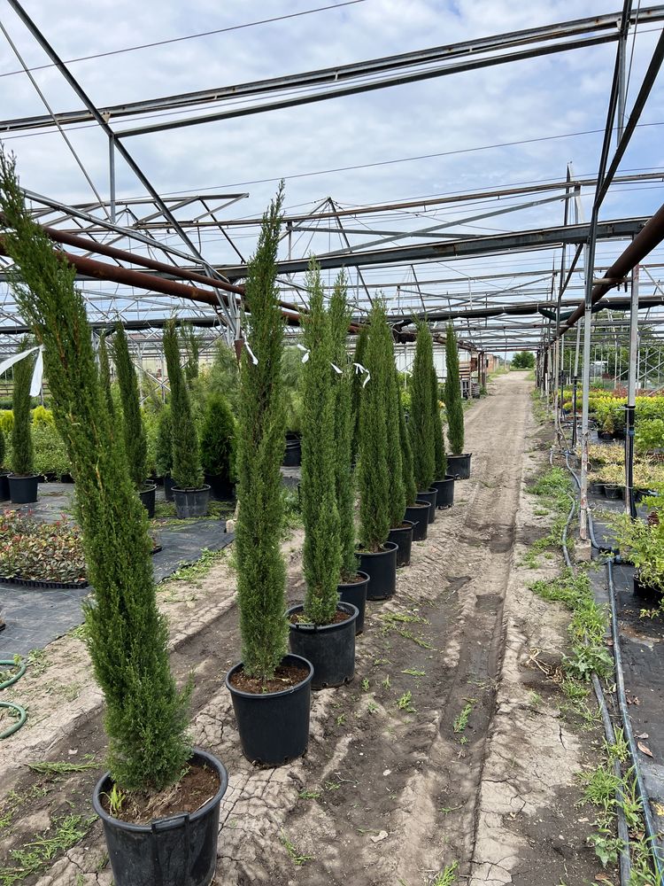 Продавам купресо кипарис Лейланди, (Cupr. Leylandii) ПРОИЗВОДИТЕЛ !!!