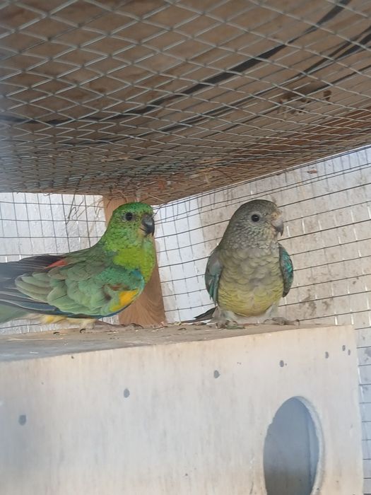 Bir para pefchi sotiladi tayyor narxi 550 ming