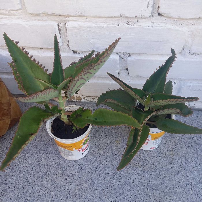 Продам каланхоэ лечебное, Костанай центр