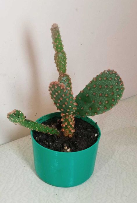 Продам. Кактусы опунция.