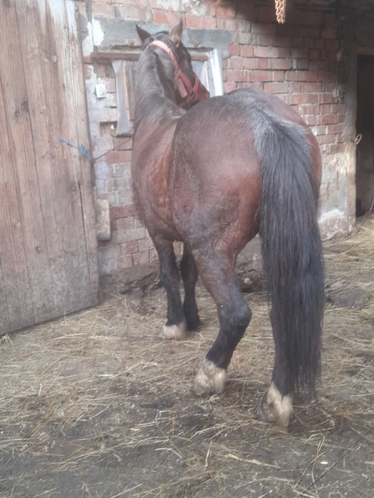 Vand sau schimb cu vaca