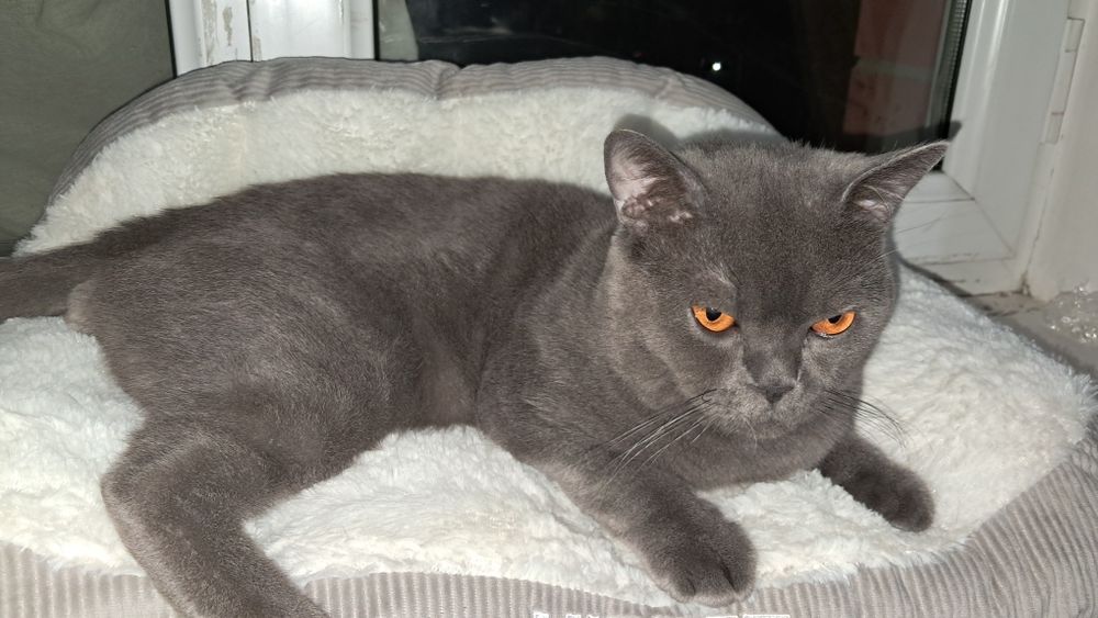 Короткошерстный-Британец, для вязки