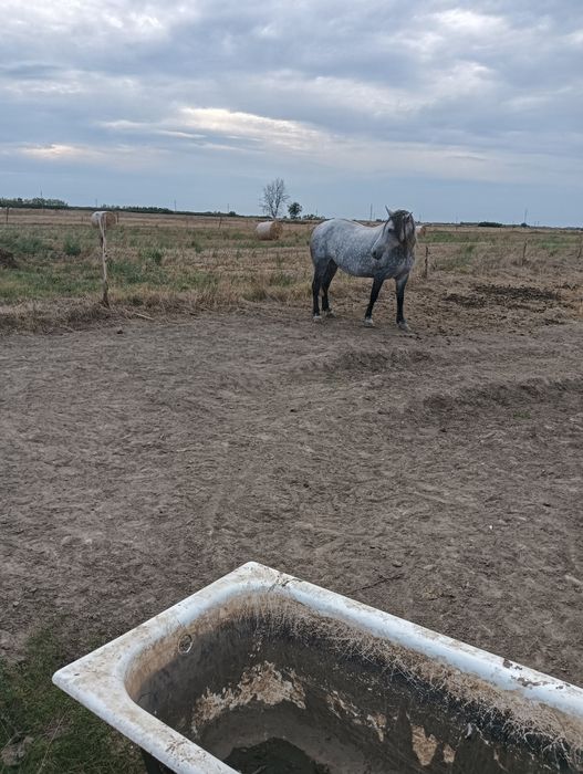 Cai de vânzare Giulvăz