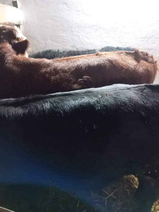 Taurasi baltati, angus intarcati