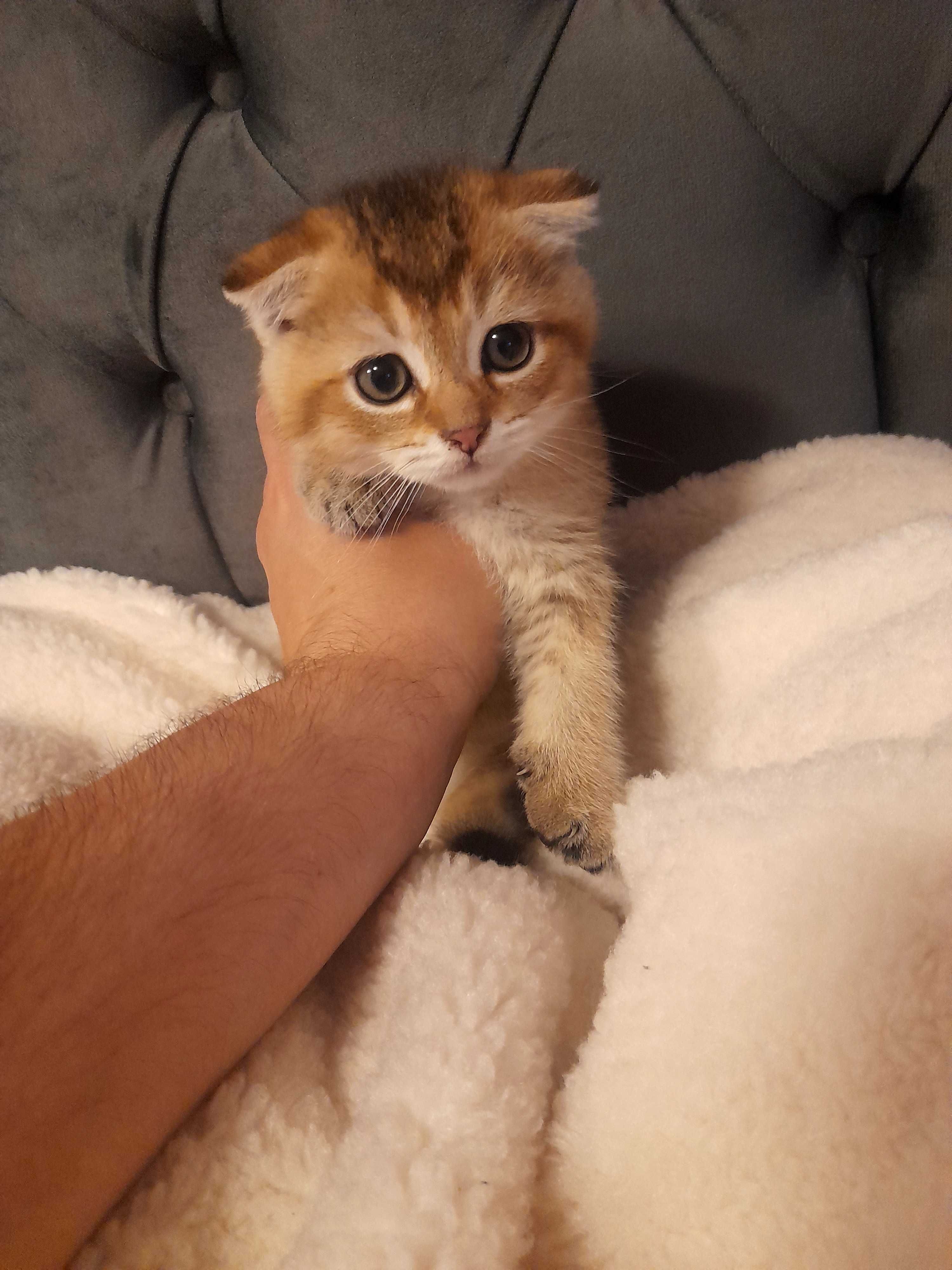 Шотландски котенца златна чинчила