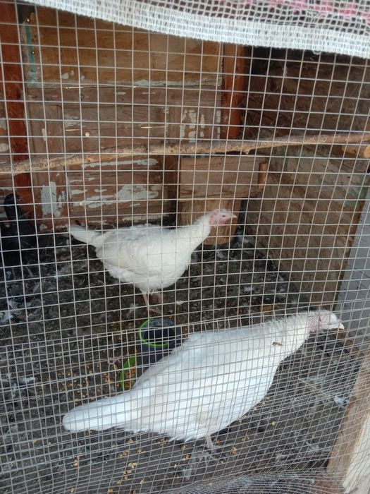 Курка, индук сотилади