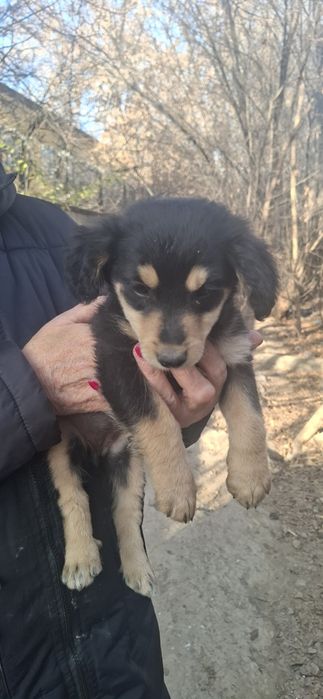 Милый щенок ищет 8 дом